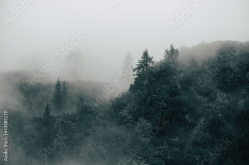 fog in the forest