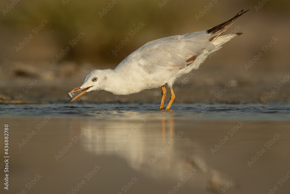 Fototapeta premium Sender-billed gull at Asker marsh fishing, Bahrain