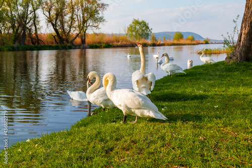 Beautiful swans on Lake Balaton near the town of Fonyod, in the background the Badacsony Mountains and Szigliget