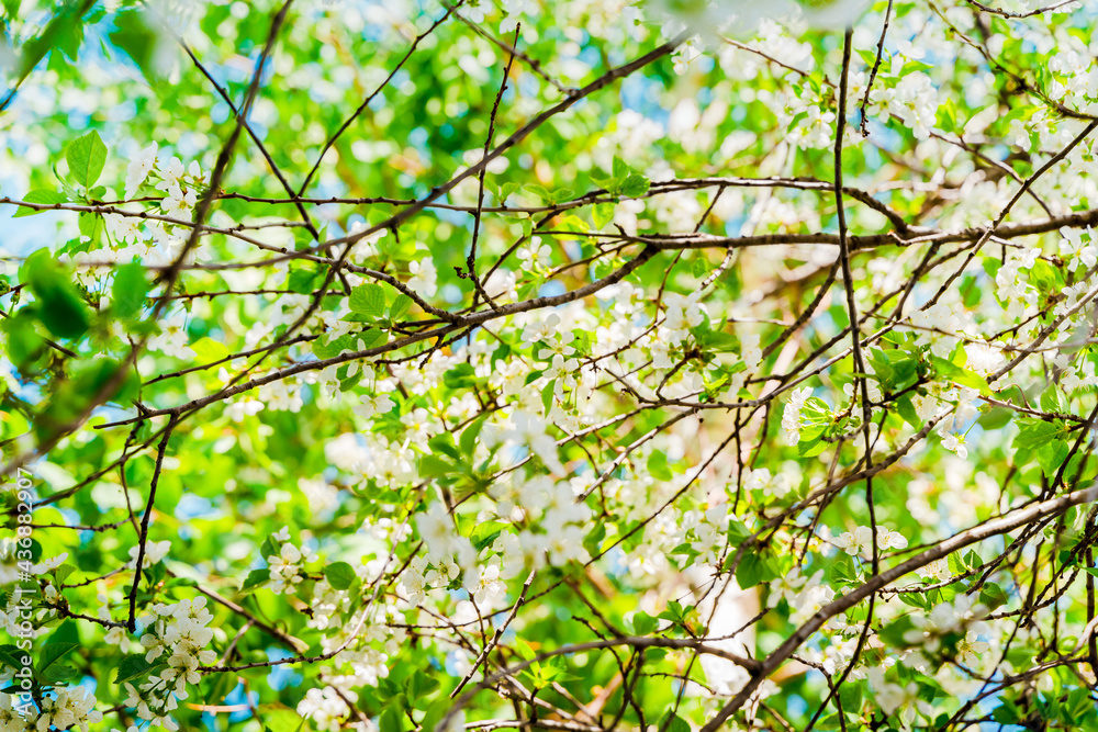 Fototapeta premium Beautiful spring background with a blooming apple tree