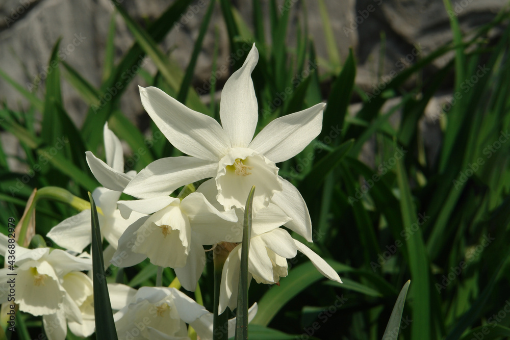 Obraz premium Pure white Narcissus flowers of the 'Thalia' (Triandrus Daffodils) in the garden in the mid spring, close-up, copy space for text