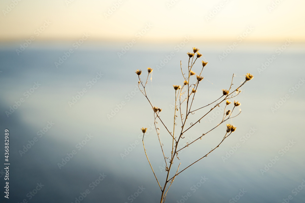 Fototapeta premium A dry field plant against a blue sky, a calm natural background with space for text