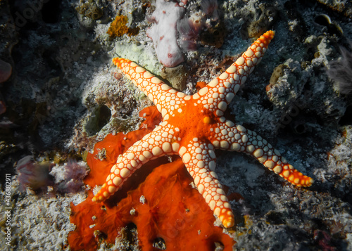 Orange and White Starfish at the bottom of the Indian Ocean