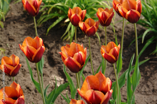 Obraz w ramie A bicolor tulips of the 'Slawa' variety 