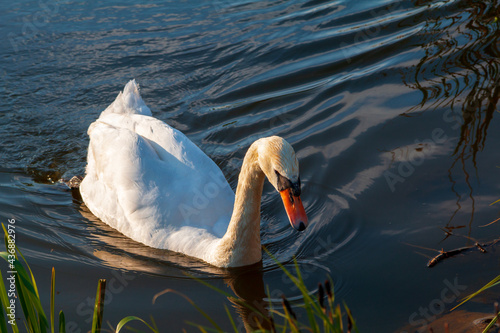 Fototapeta Naklejka Na Ścianę i Meble -  Beautiful swans on Lake Balaton near the town of Fonyod, in the background the Badacsony Mountains and Szigliget