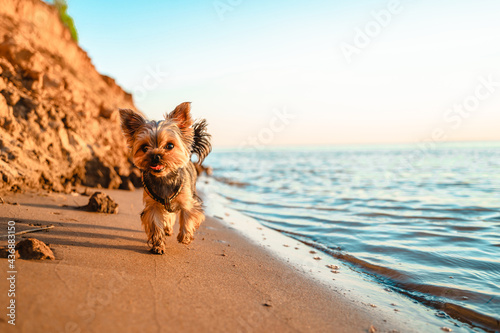 Yorkshire Terrier dog walks on the sand on the beach photo