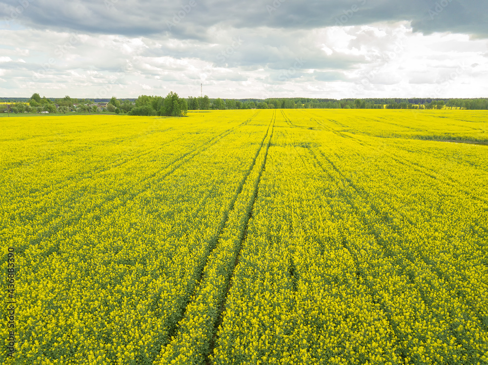 Drone view of a rapeseed field on a cloudy, cloudy day Drone view of a rapeseed field on a cloudy, cloudy day