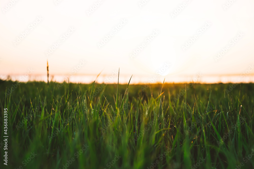 Natural green grass background with sky