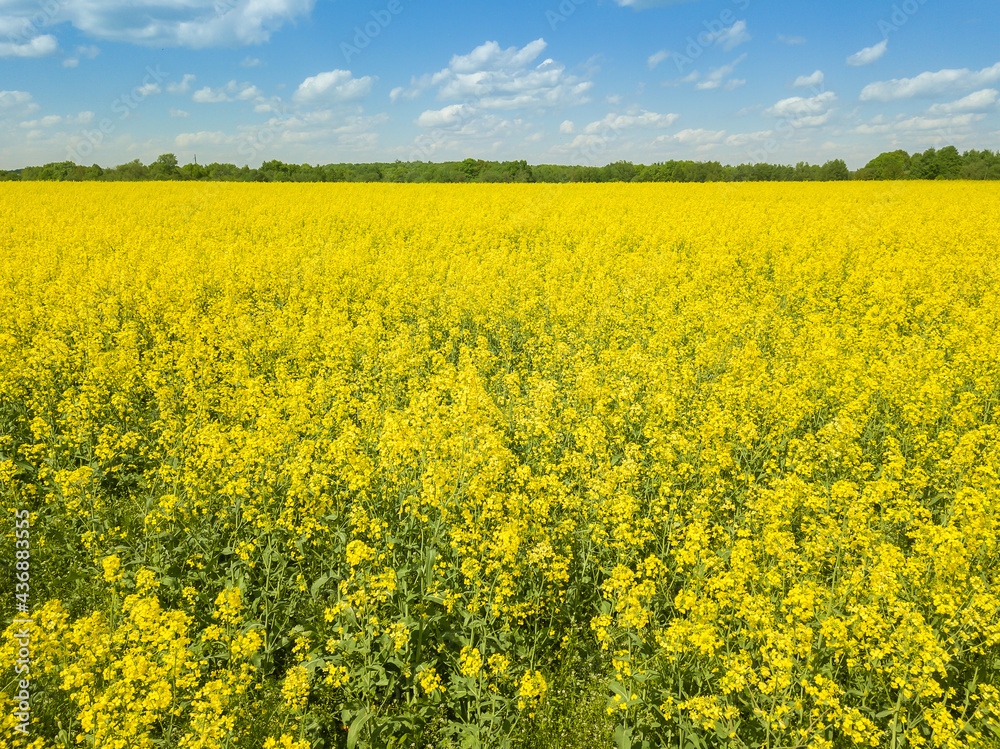 Drone view of a beautiful flowering rapeseed field on a sunny spring day. Quadrotor filming. Drone view of a beautiful flowering rapeseed field on a sunny spring day. Quadrotor filming.