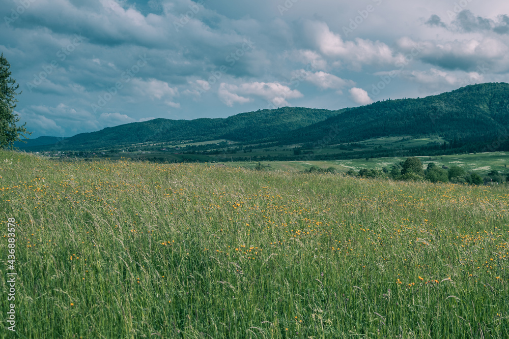 Meadow with flowers in the mountains Meadow with flowers in the mountains
