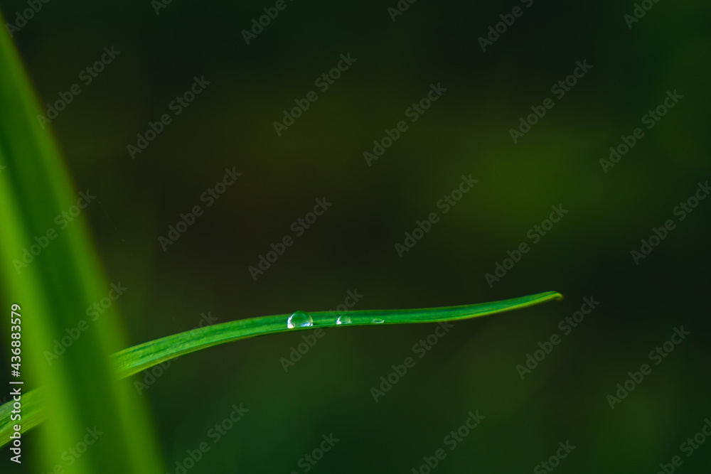 Natural green background with dew drops on the leaf Natural green background with dew drops on the leaf