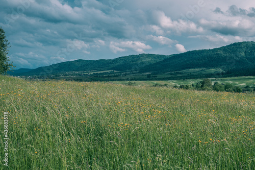 Meadow with flowers in the mountains 