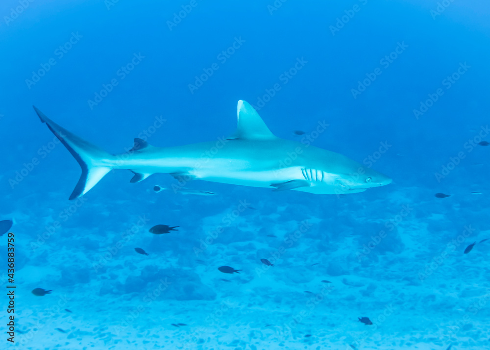 Obraz premium Gray Reef Shark at the bottom of the Indian Ocean