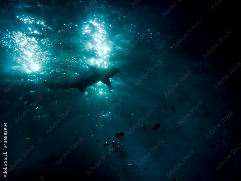Bottom view of the silhouette of a nurse shark on the background of the surface of the Indian Ocean at night