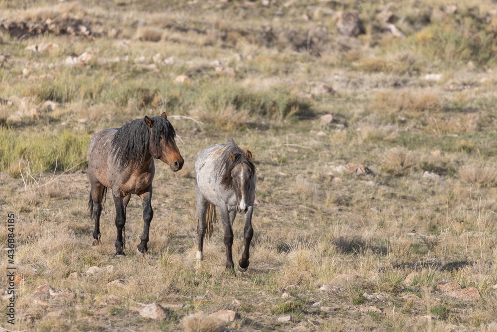 Wild Horses in the Utah Desert in Springtime Wild Horses in the Utah Desert in Springtime