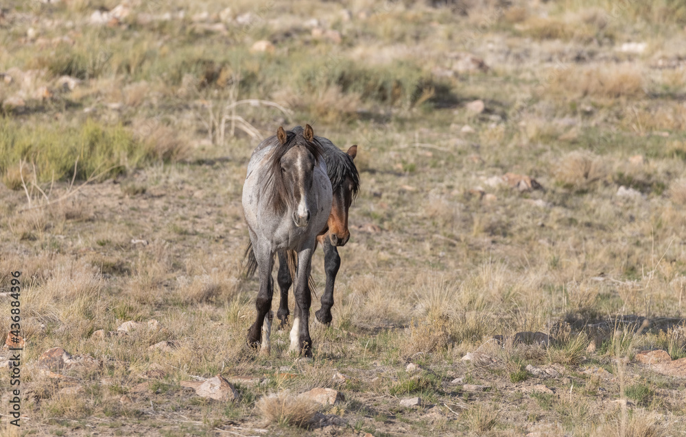 Wild Horses in the Utah Desert in Springtime Wild Horses in the Utah Desert in Springtime