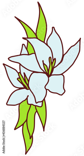 White Lily flower and bud boutonniere a small bouquet. Doodle style line hand drawn . Vector illustration