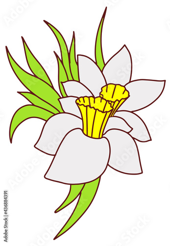Daffodil boutonniere a small bouquet of white flowers. Doodle style line hand drawn . Vector illustration