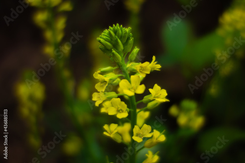 multiple yellow flowers on a natural dark green background