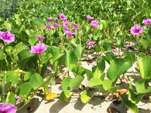 Beautiful purple flowers on the beach background