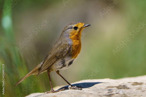 European robin (Erithacus rubecula) with out of focus green background. © xfgiro
