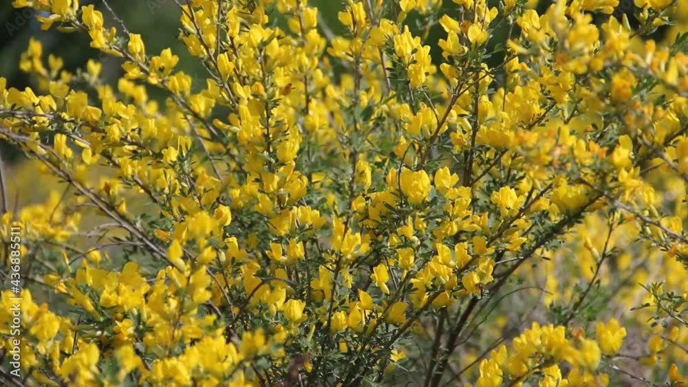 The sweet clover plant sways from a strong gust of wind in the meadow. The sweet clover plant sways from a strong gust of wind in the meadow.
