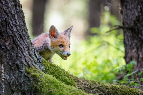 A fox cub running around in a green forest.