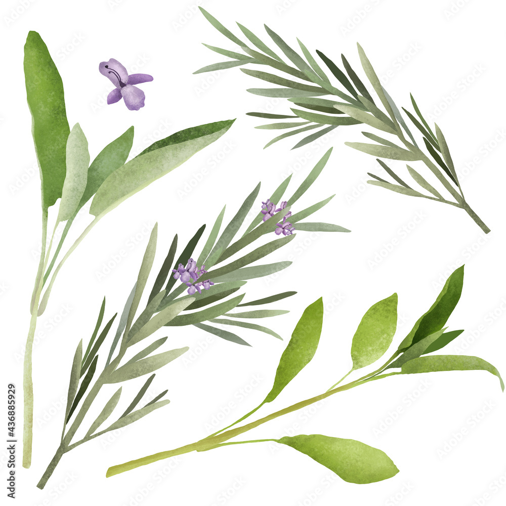 Floral set with realistic rosemary and sage leaves. Fresh herbs bunch on white background. Healthy eating and alternative medicine concept