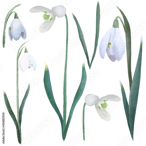 Spring flowers. Snowdrops illustration. Snowdrops blooming through the snow. Simple delicate illustration set on white isolated background.