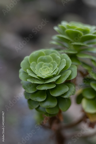 Succulent