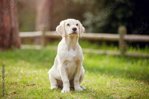 golden retriever puppy