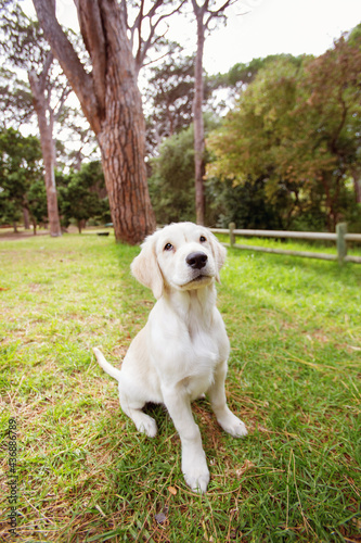 golden retriever puppy