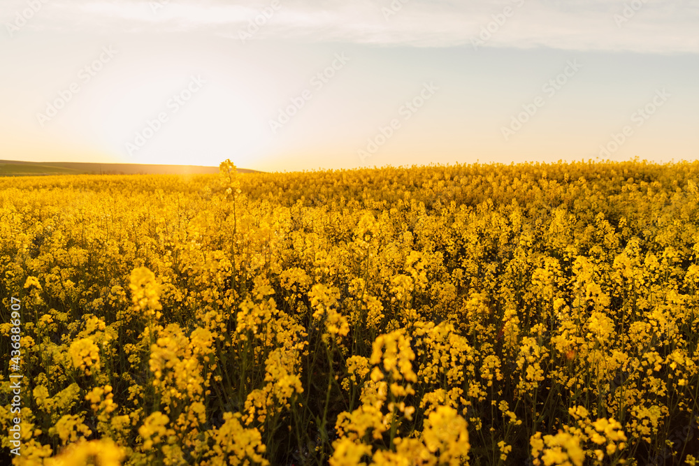 Yellow flowers on rapeseed field with sunset light. Yellow flowers on rapeseed field with sunset light.