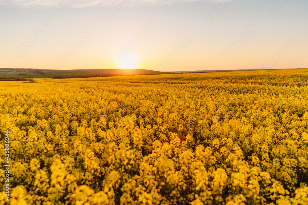 Panorama of rapeseed flowers field with warm sunset.