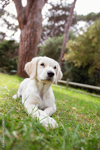 golden retriever puppy