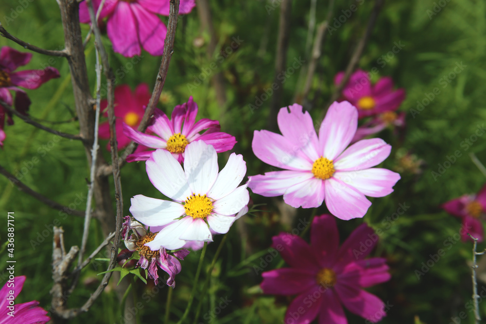 Wild Flowers in the Woods