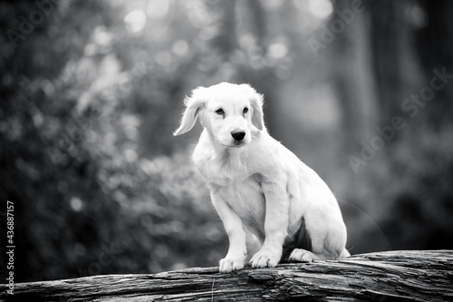golden retriever puppy