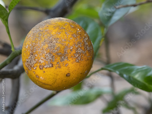 Orange with citrus greening disease photo