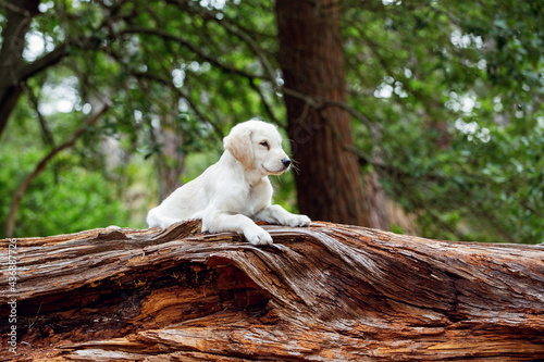 golden retriever puppy