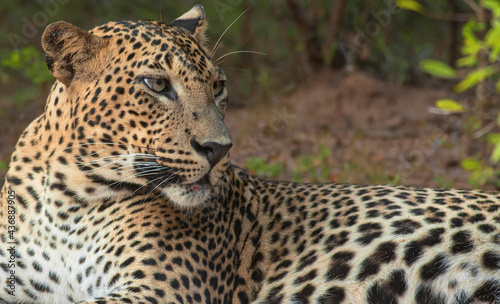 close up of a leopard; leopard close up; Leopard picture; side profile of a leopard; male leopard; young leopard; leopard body; leopard spots; leopard side shot; Sri Lankan leopard