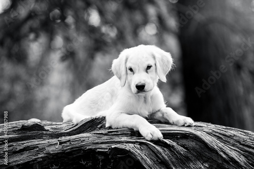 golden retriever puppy