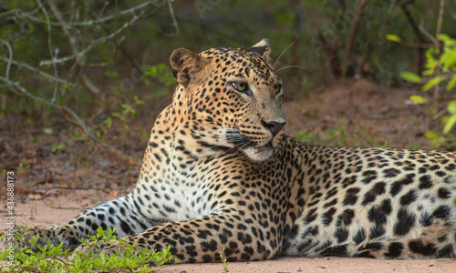 leopard portrait  close up of a leopard  leopard close up  Leopard picture  side profile of a leopard  male leopard  young leopard  leopard body  leopard spots  leopard side shot  Sri Lankan leopard