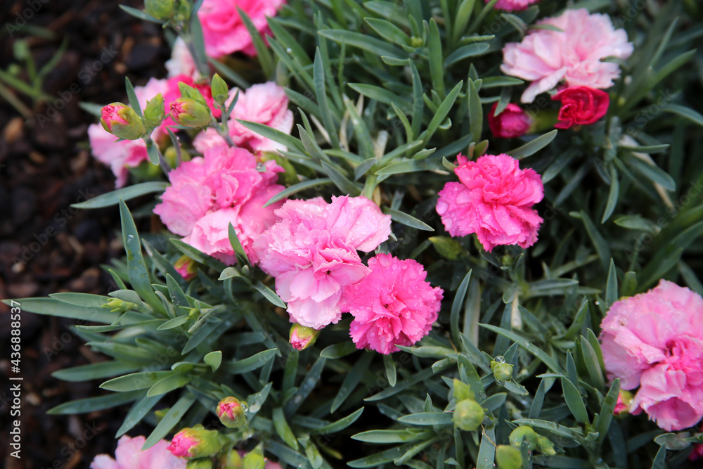 Pink Carnations with Water Drops Pink Carnations with Water Drops