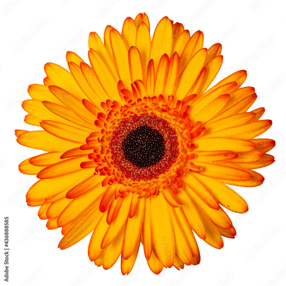 Yellow flower isolated on white background Yellow flower isolated on white background