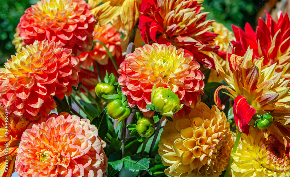 farbenprächtige, blühfreudige Sommerblumen Dahlien -Georginen genannt, Dahlienstrauß   