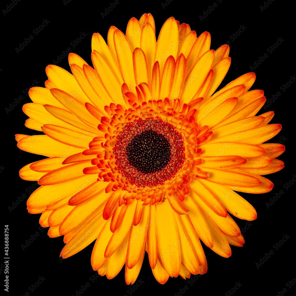 Yellow flower isolated on black background Yellow flower isolated on black background