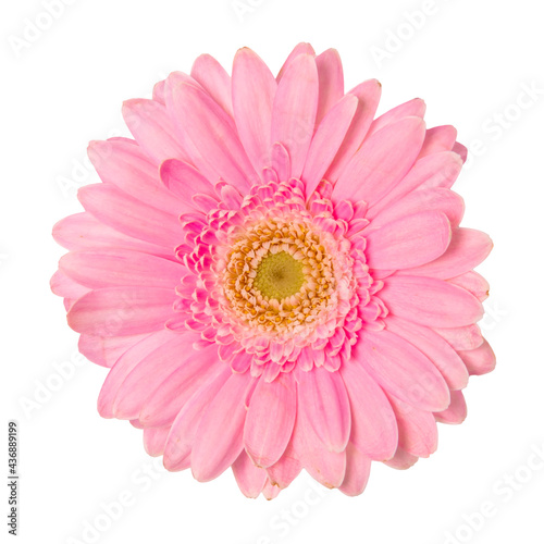 Pink Flower isolated on solid background
