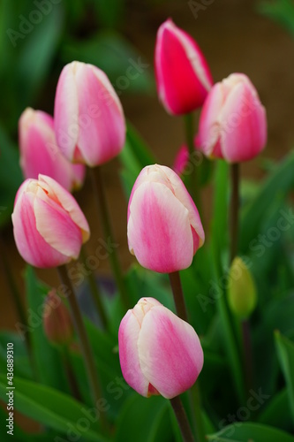 Pink and white tulip flowers in the spring garden
