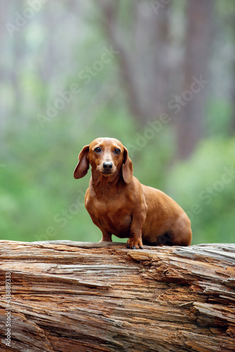 portrait of a dachshund