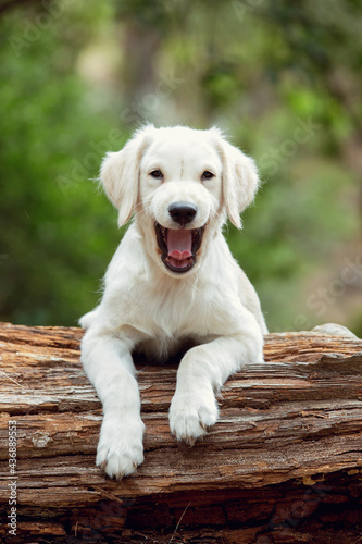 golden retriever puppy